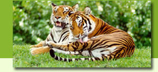 Tuli Hotels, Tiger Blog, Gilda Fernandez, Safaris, MBA
